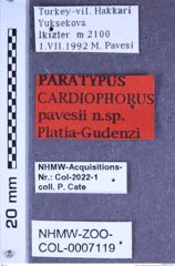 Etiketten zu Cardiophorus pavesii (Platia & Gudenzi, 2000) (NHMW-ZOO-COL-0007119)